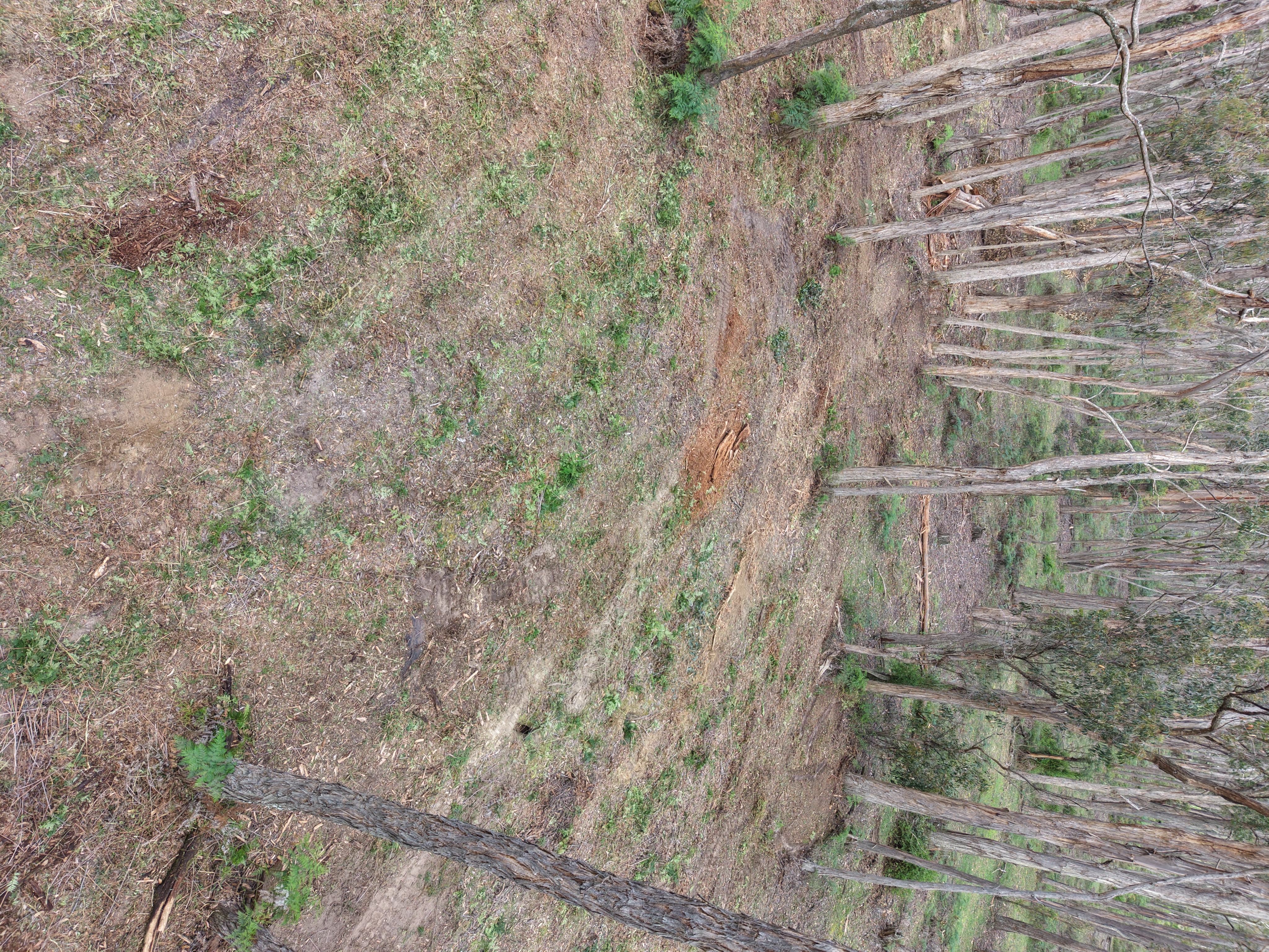 Cleared Firebreak - Aerial Shot