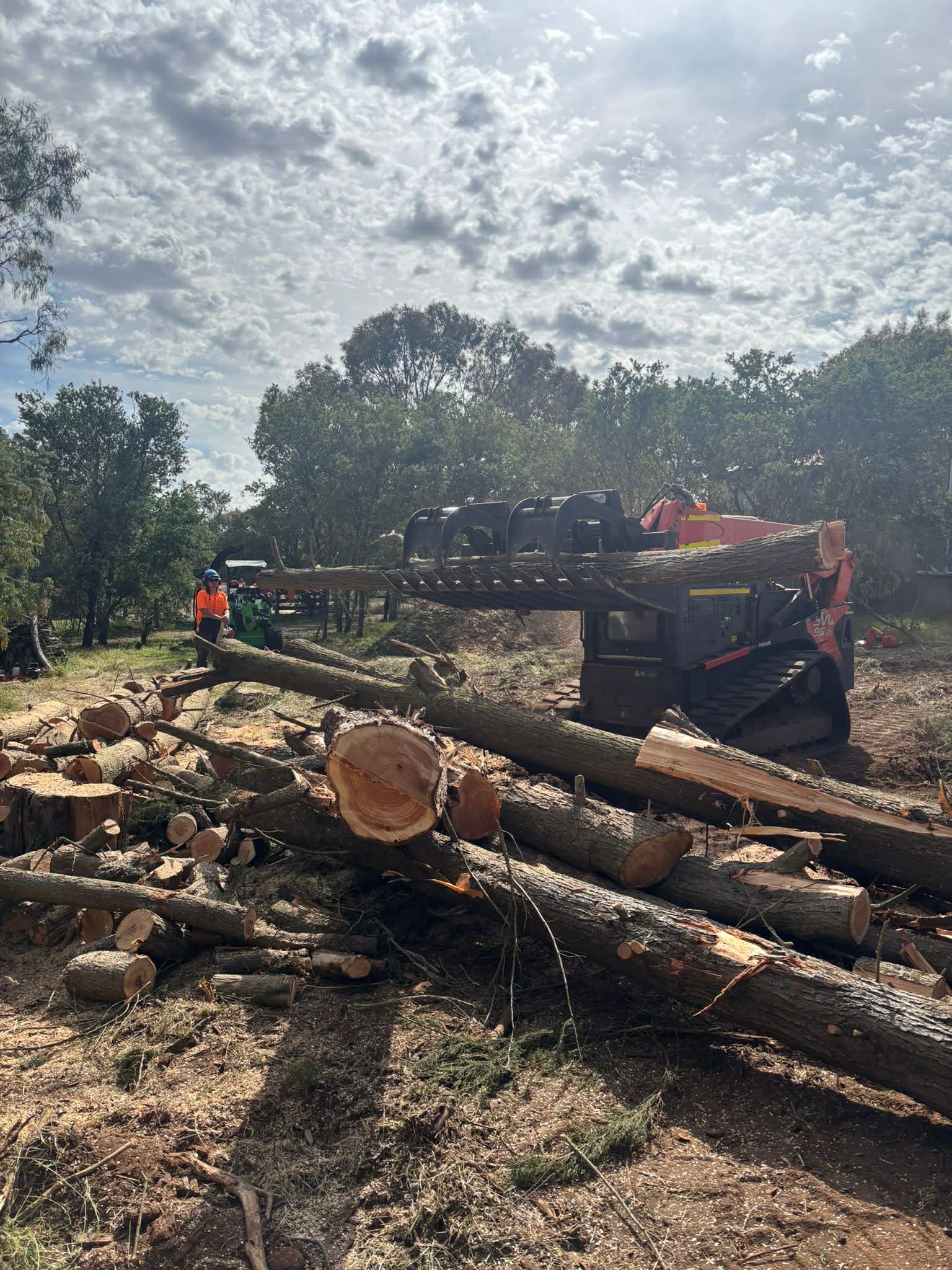 Large cypress trees felled and stacked for removal, skid steer working through timber — Gnawarre, Colac Otway