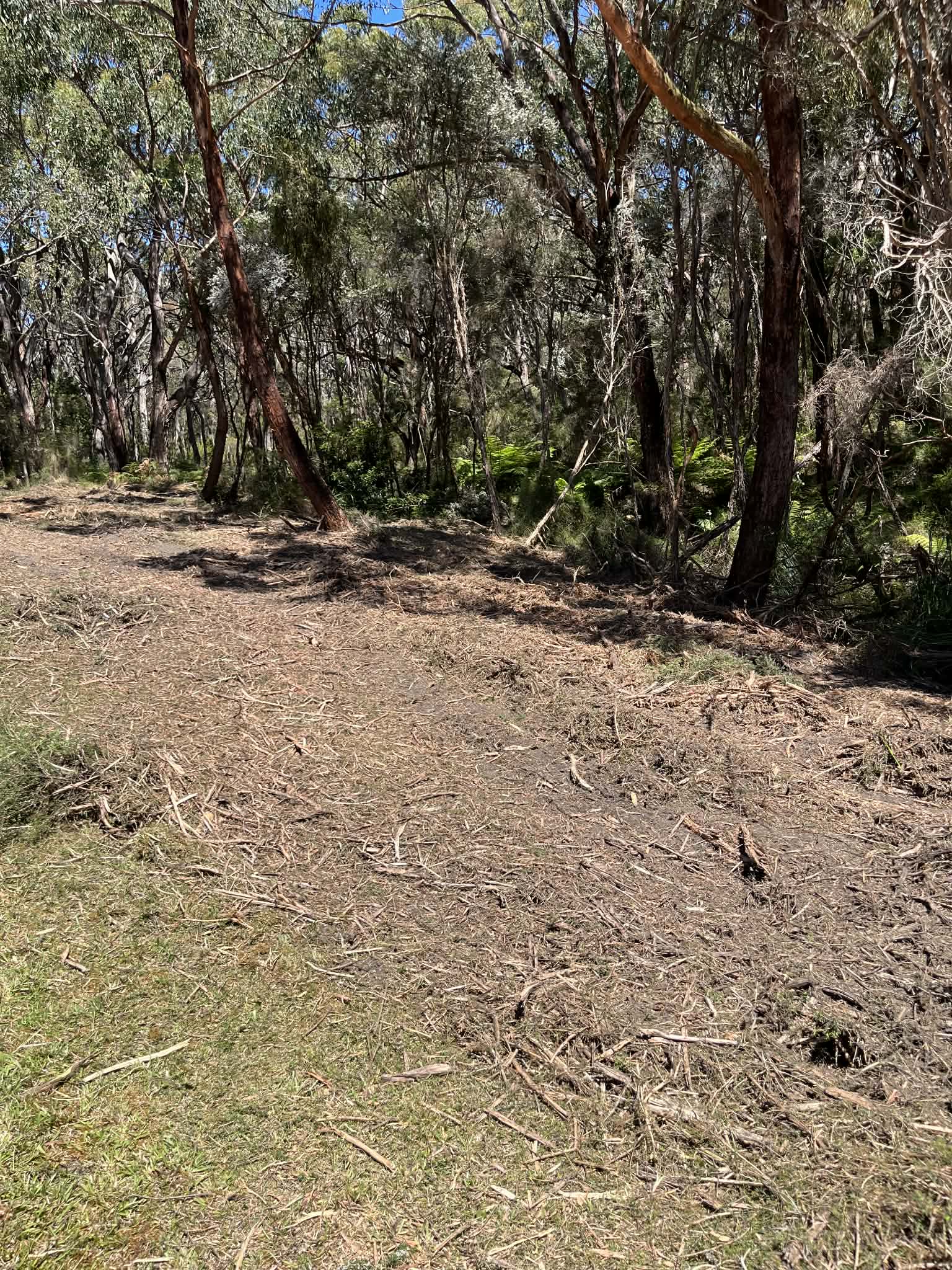 Forestry mulching completed — cleared understorey with native trees retained, Marengo, Colac Otway