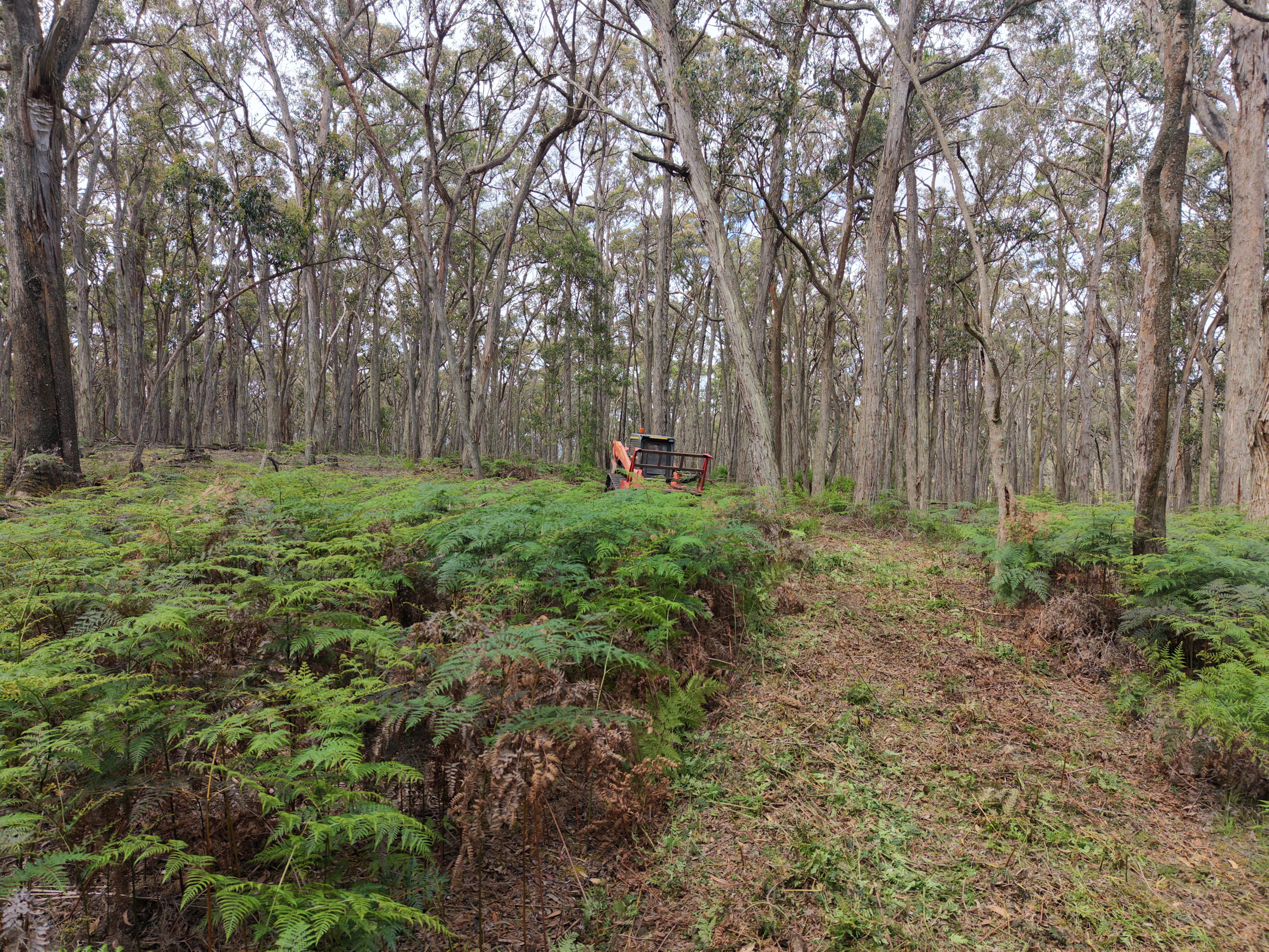 Access Track Clearing