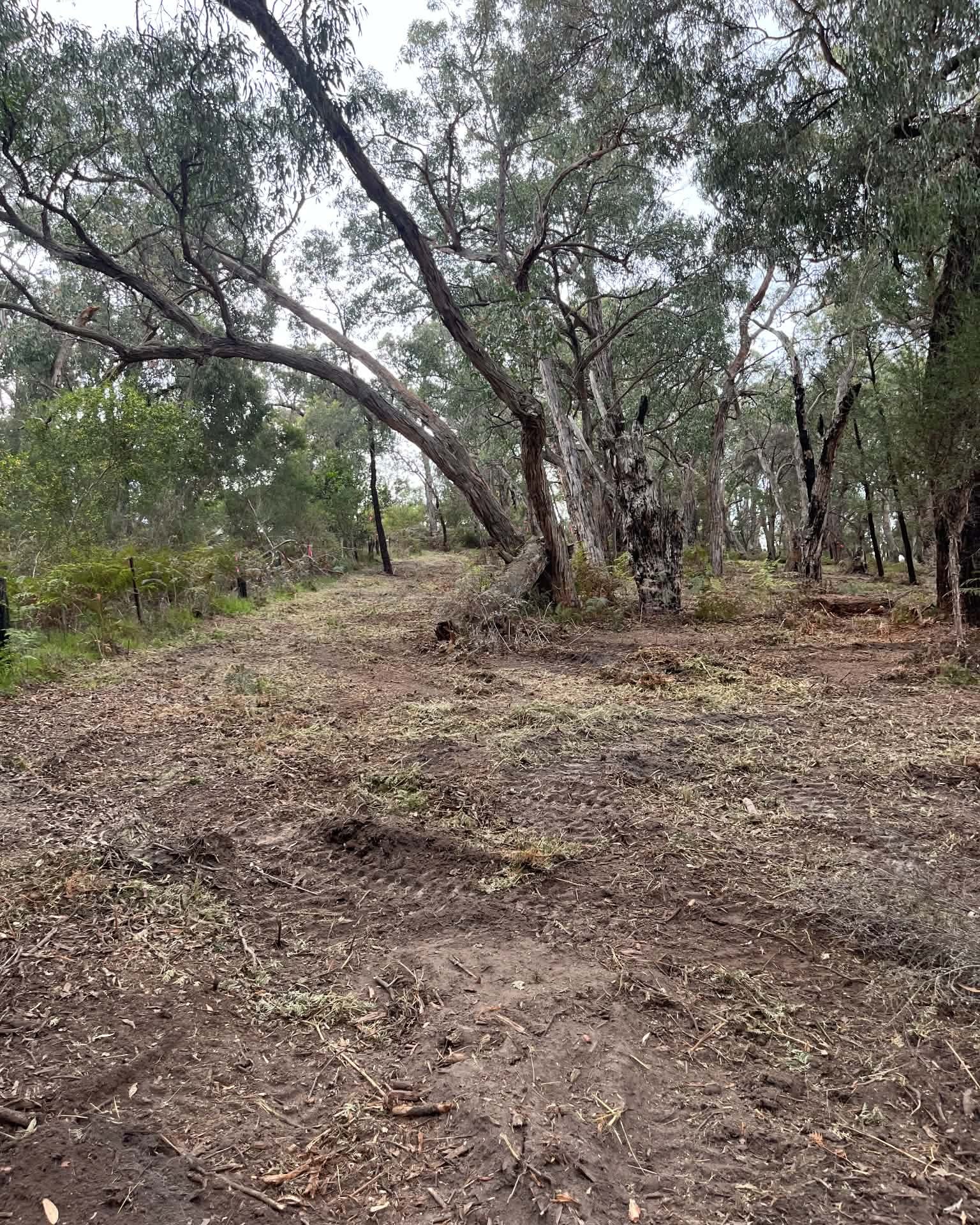 Opened-up access through the property after mulching, with surrounding trees retained