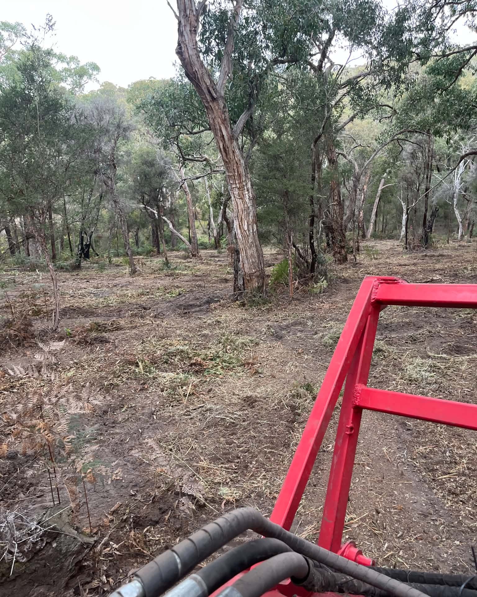 Selectively mulched ground viewed from the machine, with established trees retained