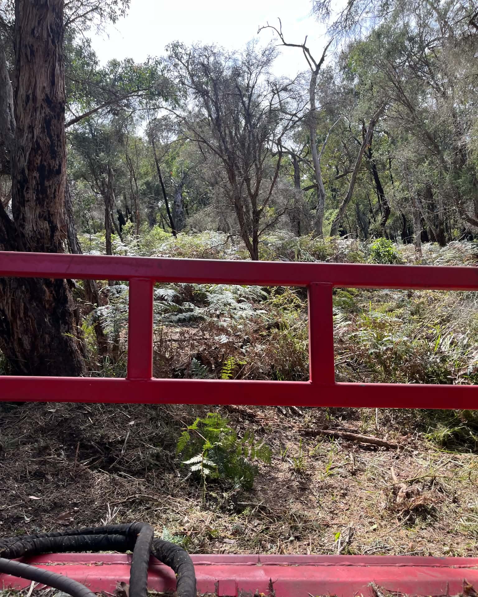 View from the mulcher into dense understorey among established trees at Aireys Inlet