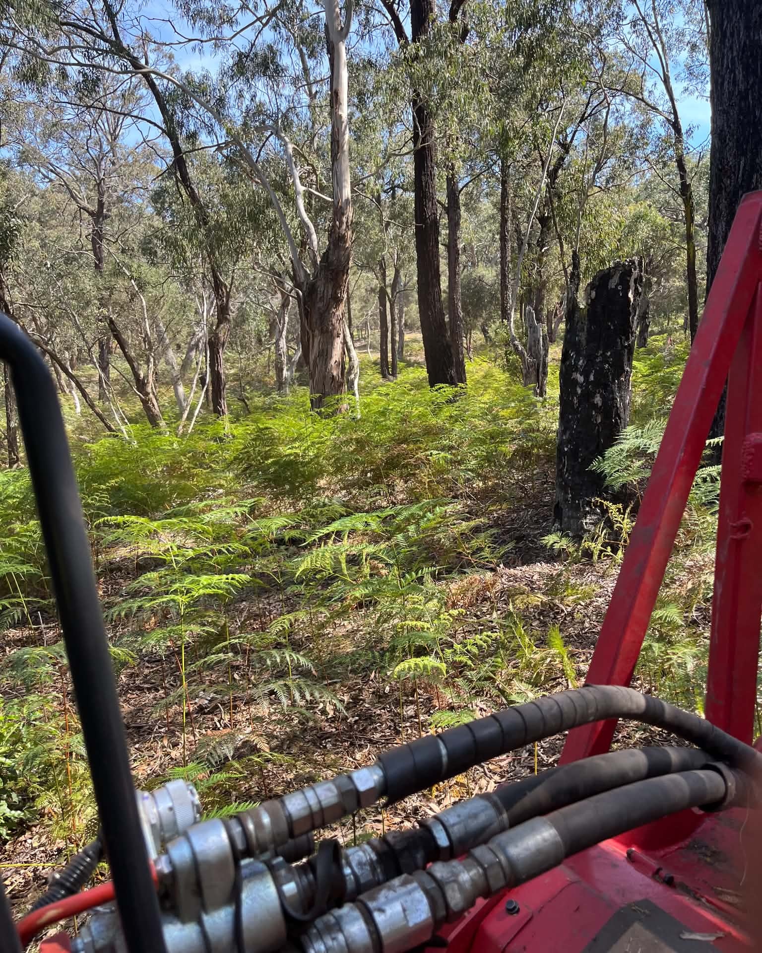 Vegetation beneath established trees on the Aireys Inlet property