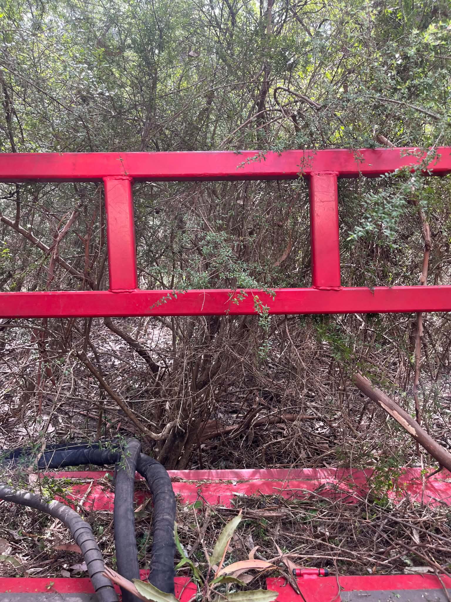 Dense woody understorey beneath established trees before vegetation management near Apollo Bay