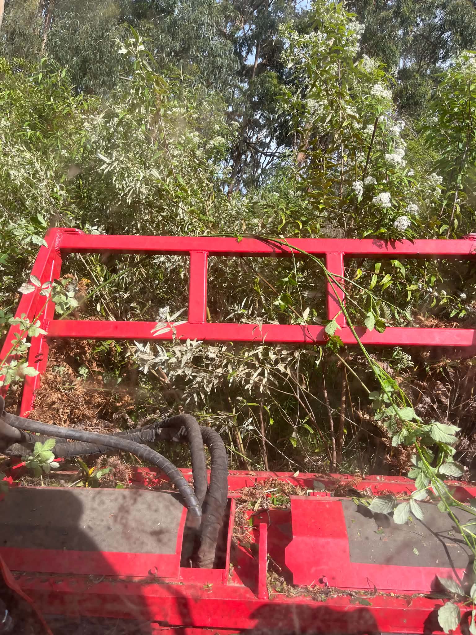 Another view of thick invasive regrowth beneath the trees, photographed from the mulcher