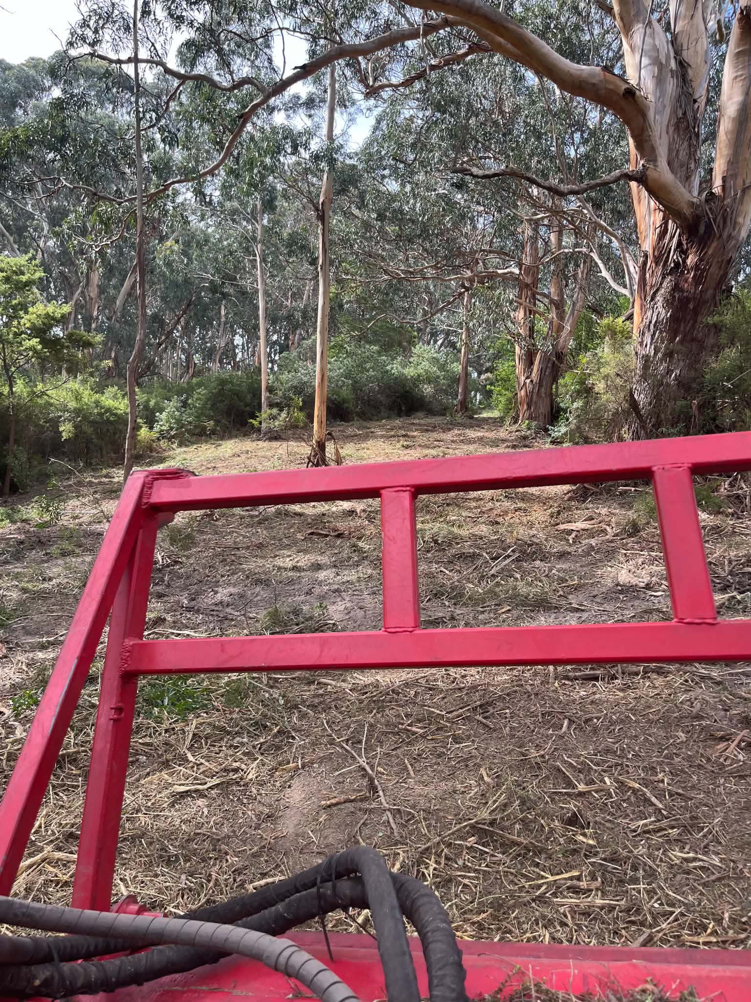 The opened-up view after mulching, with the large gums retained