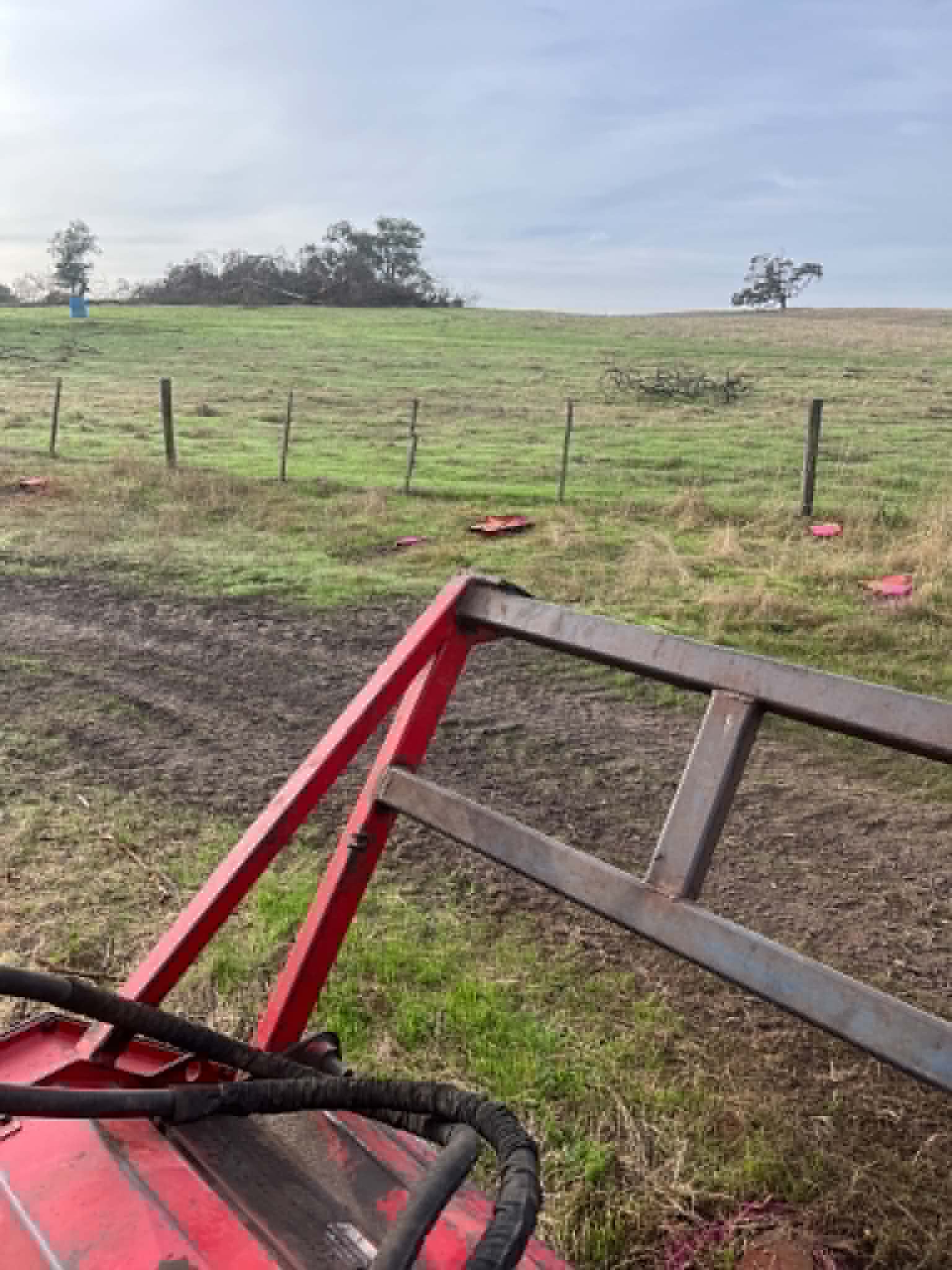 Paddock with multiple stumps and stump markers before removal — Bambra, Colac Otway Shire