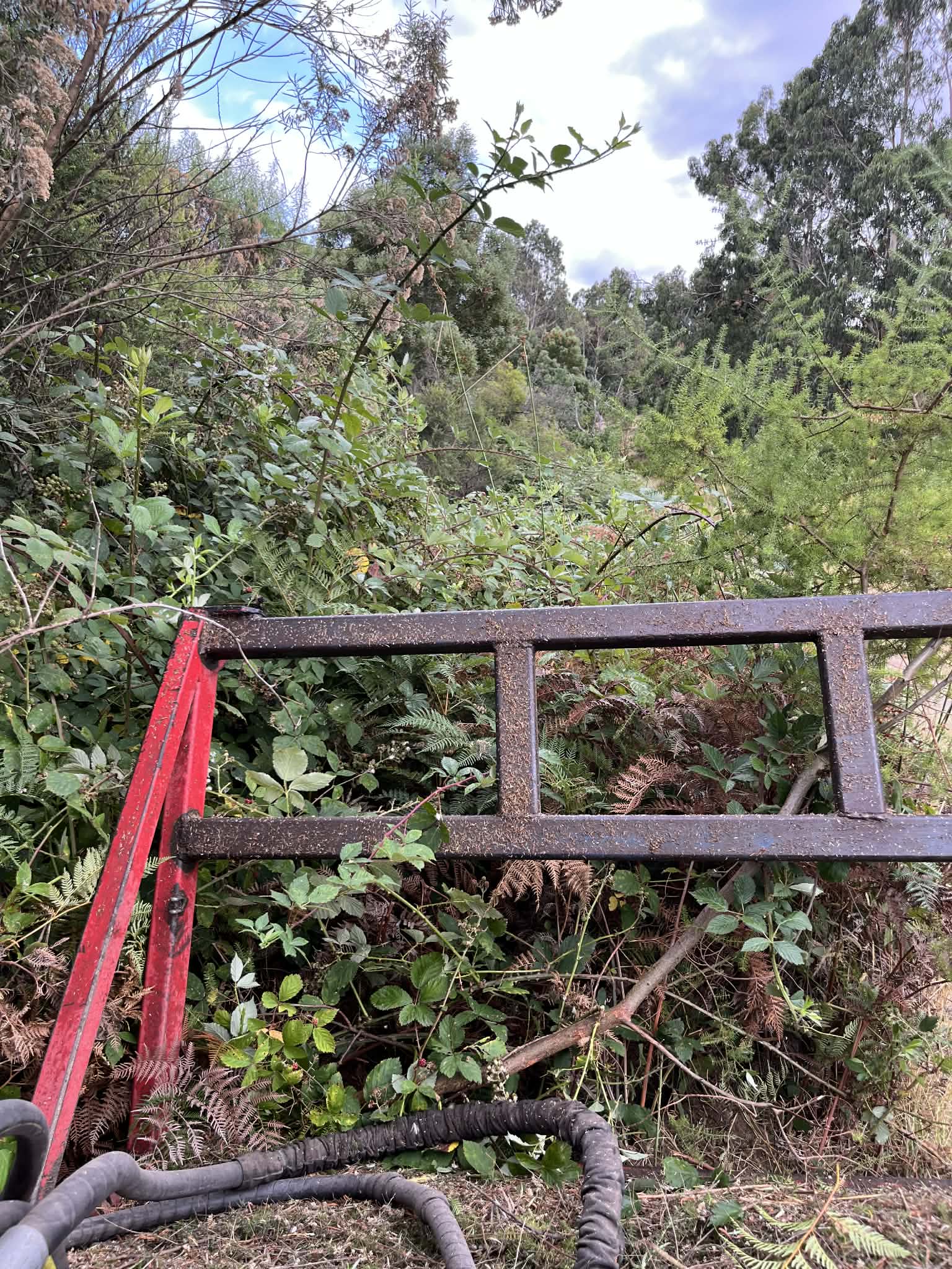 Thick blackberry and bracken before removal — Bellbrae, Surf Coast Shire