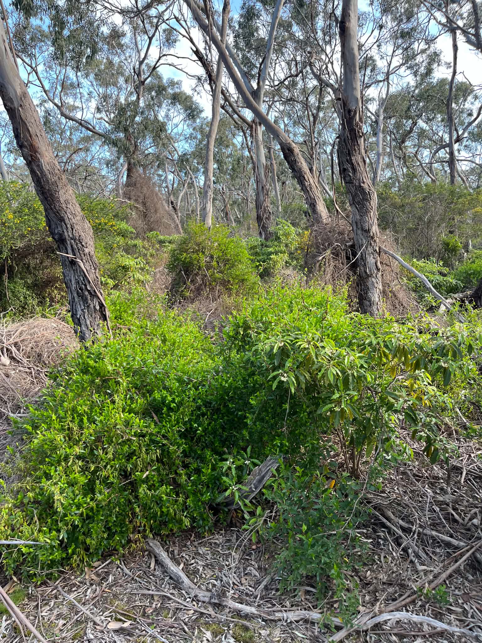 Dense vegetation among established trees before selective vegetation management near Bells Beach