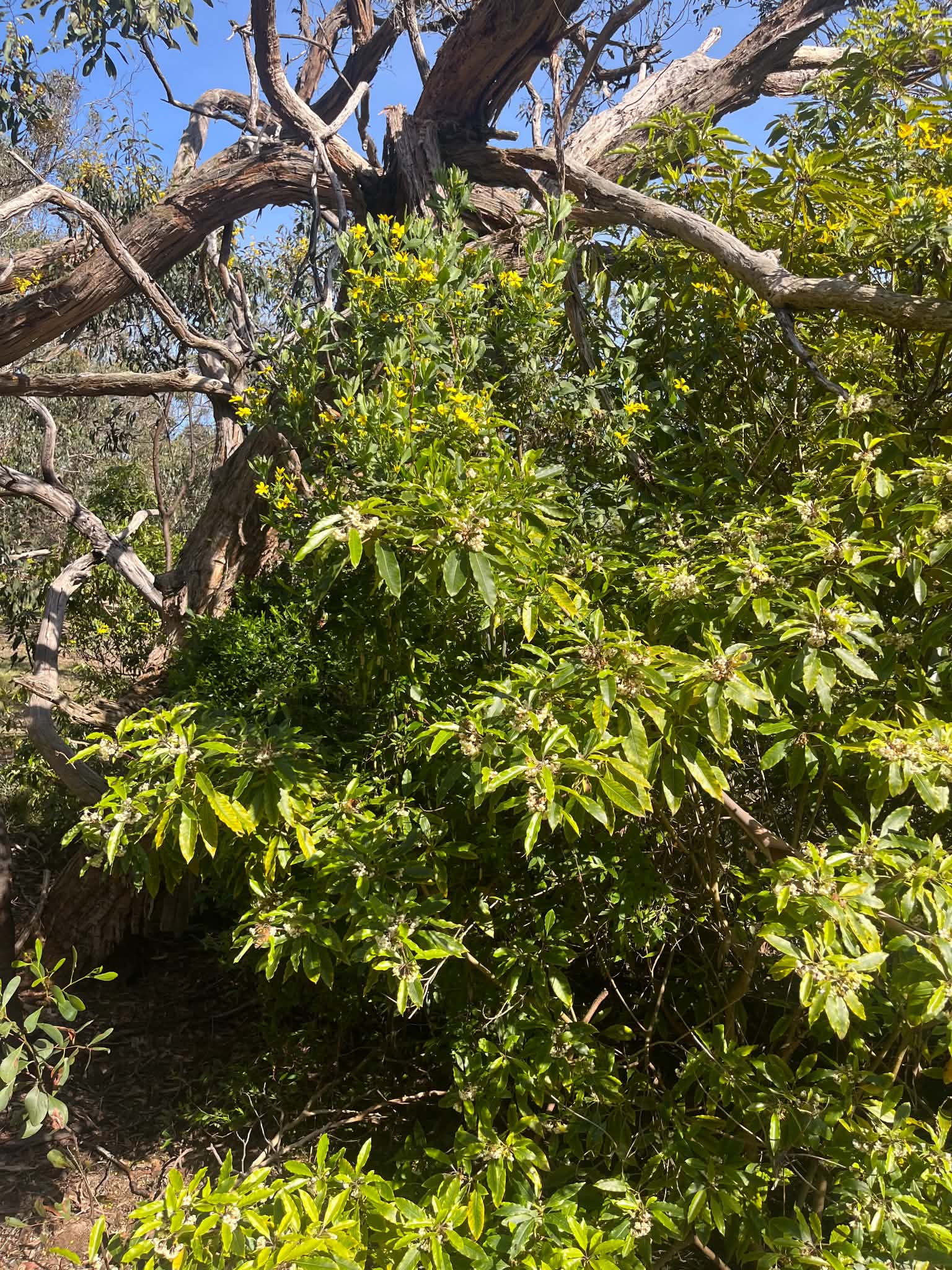 Flowering shrubs growing beneath established trees on the property
