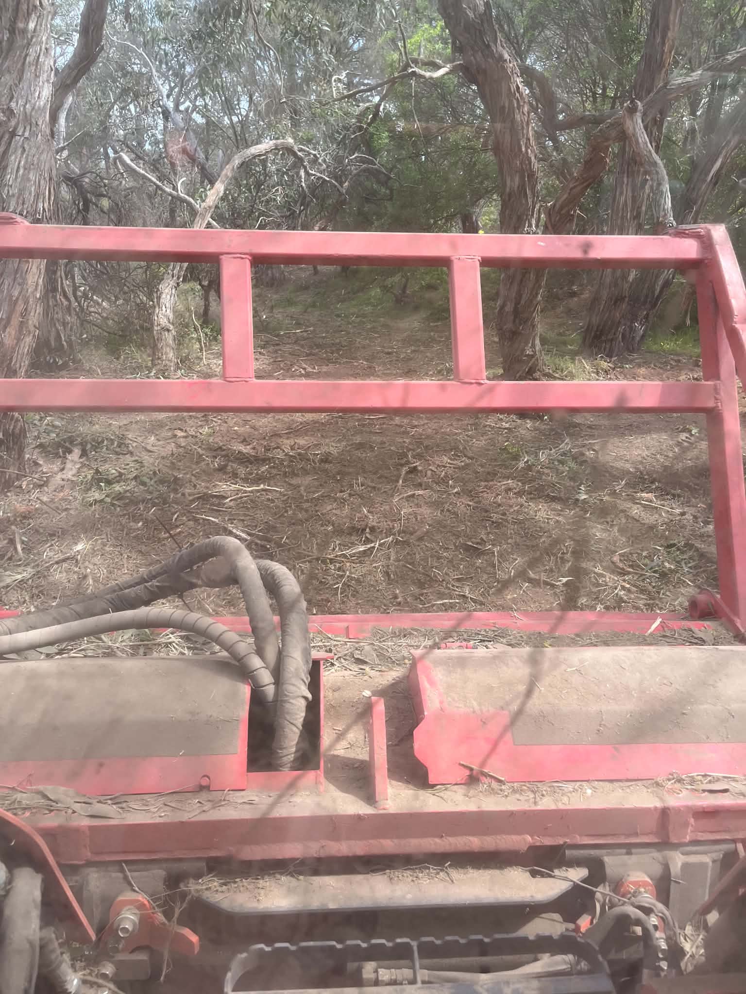 Opened-up area after mulching, with established trees retained