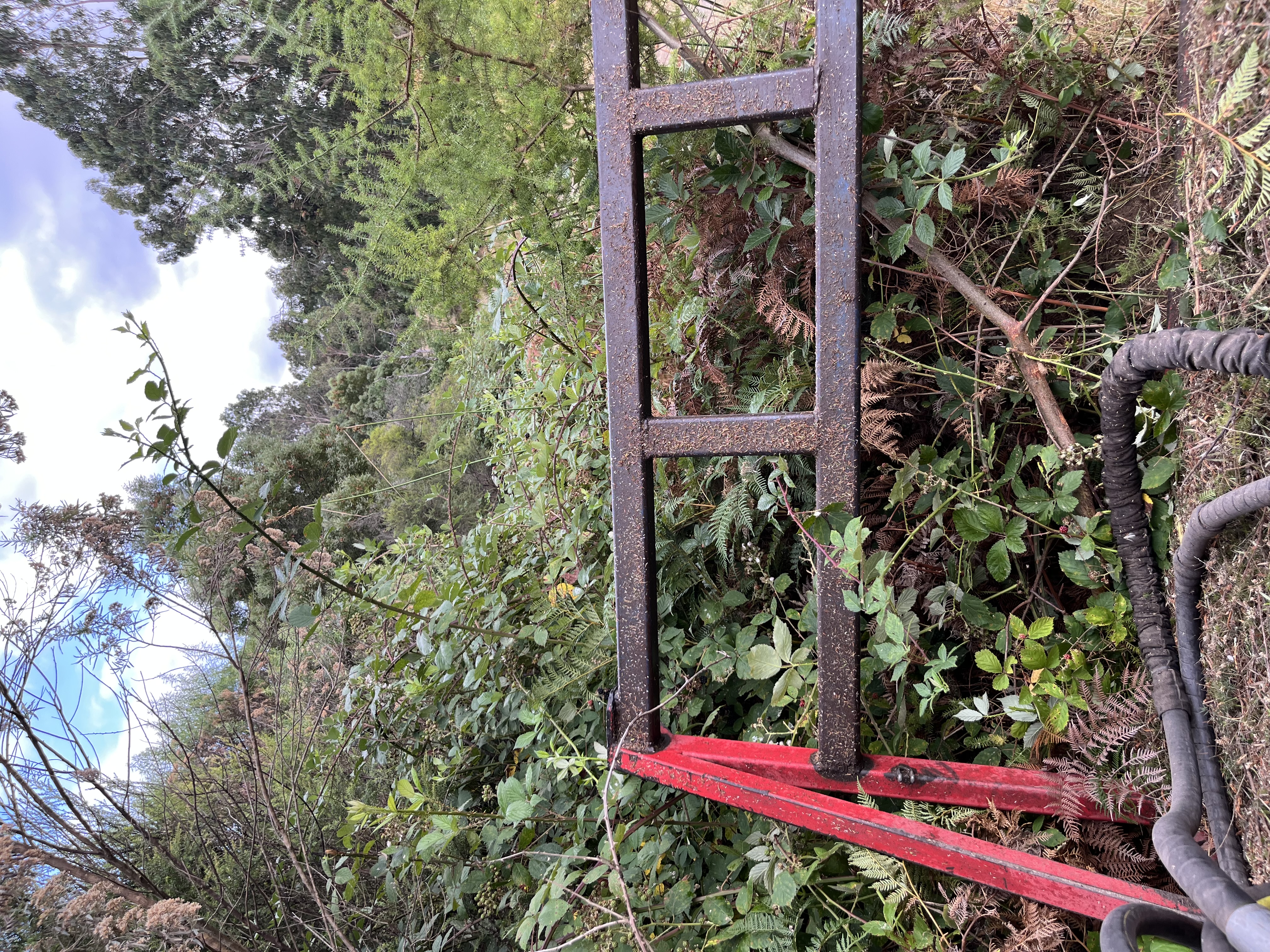 Forestry mulcher pushing through dense blackberry and regrowth on a Surf Coast bush block