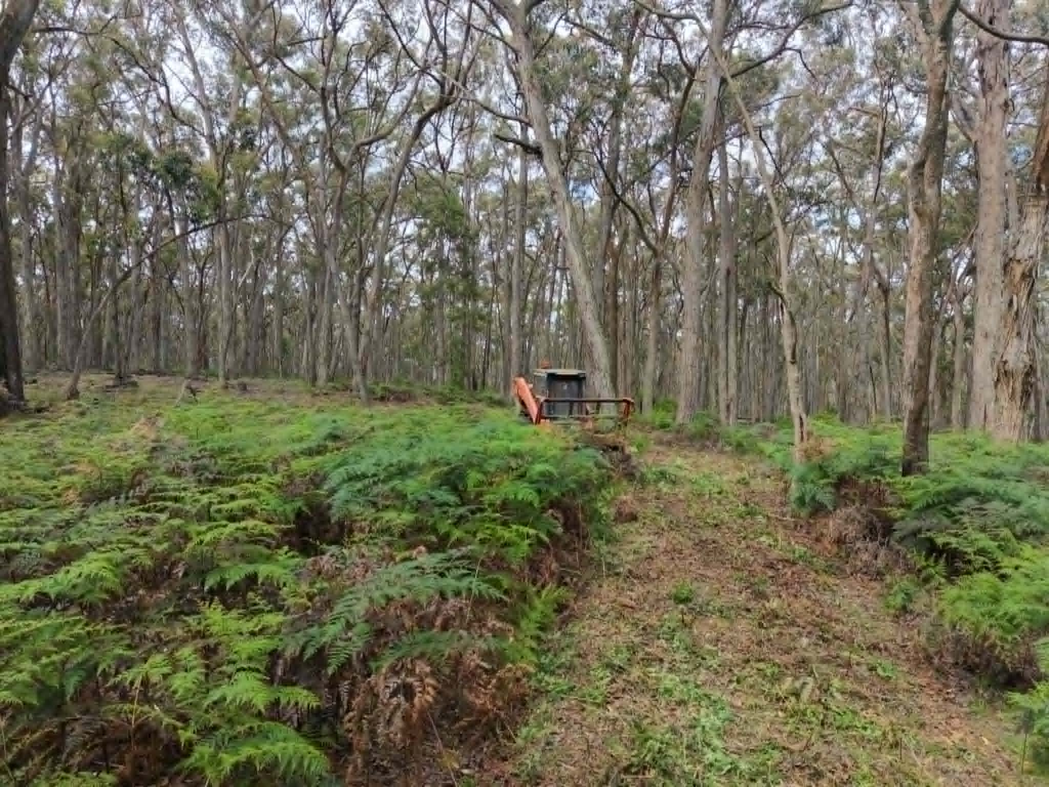 Fern & Undergrowth Clearing