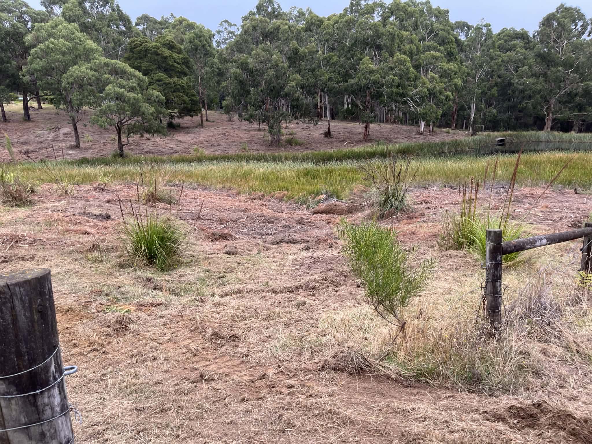 Open cleared land with lake view restored after forestry mulching — Forrest, Colac Otway Shire