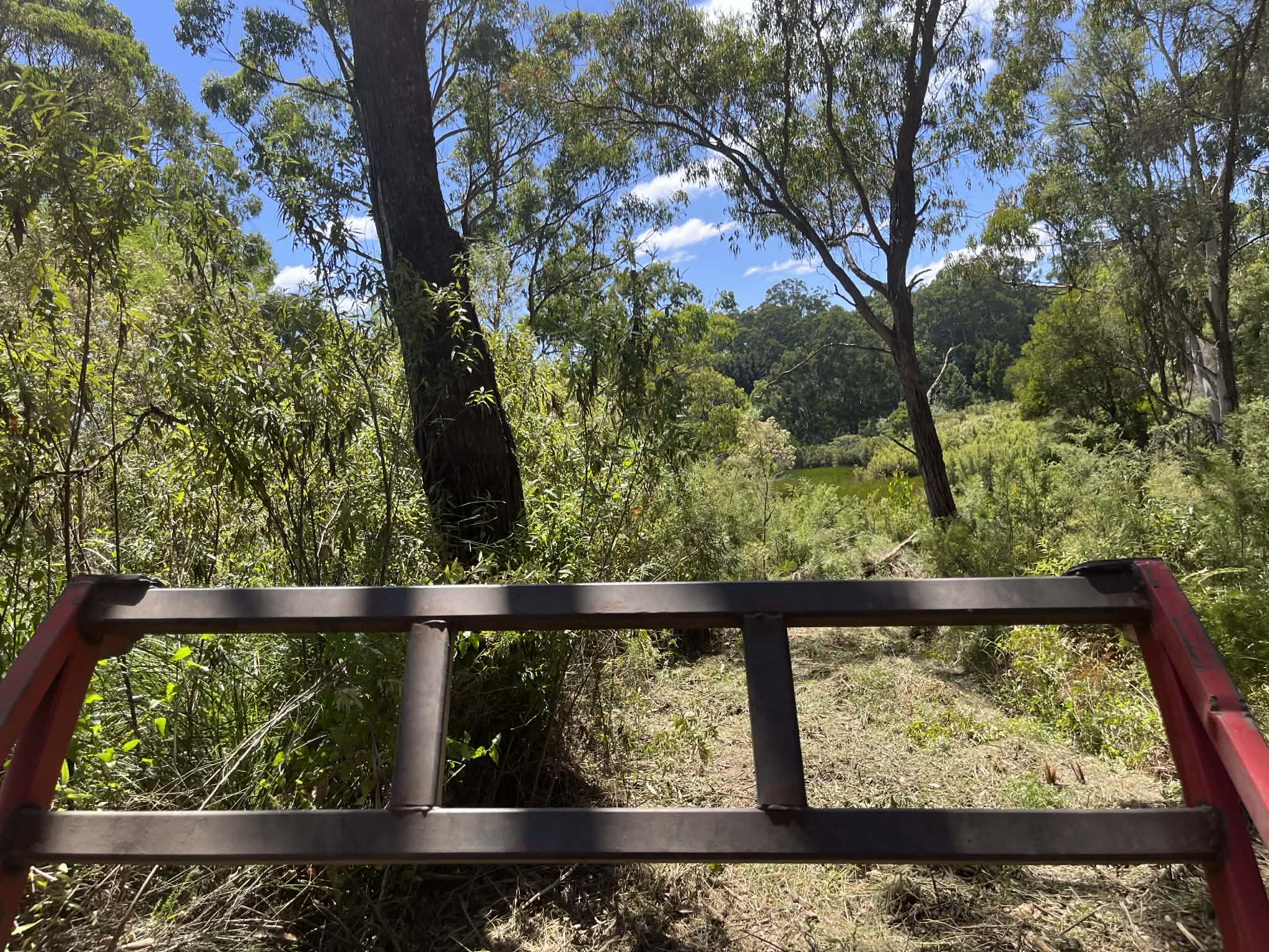 Dense tea tree and regrowth blocking lake view before forestry mulching — Forrest, Colac Otway