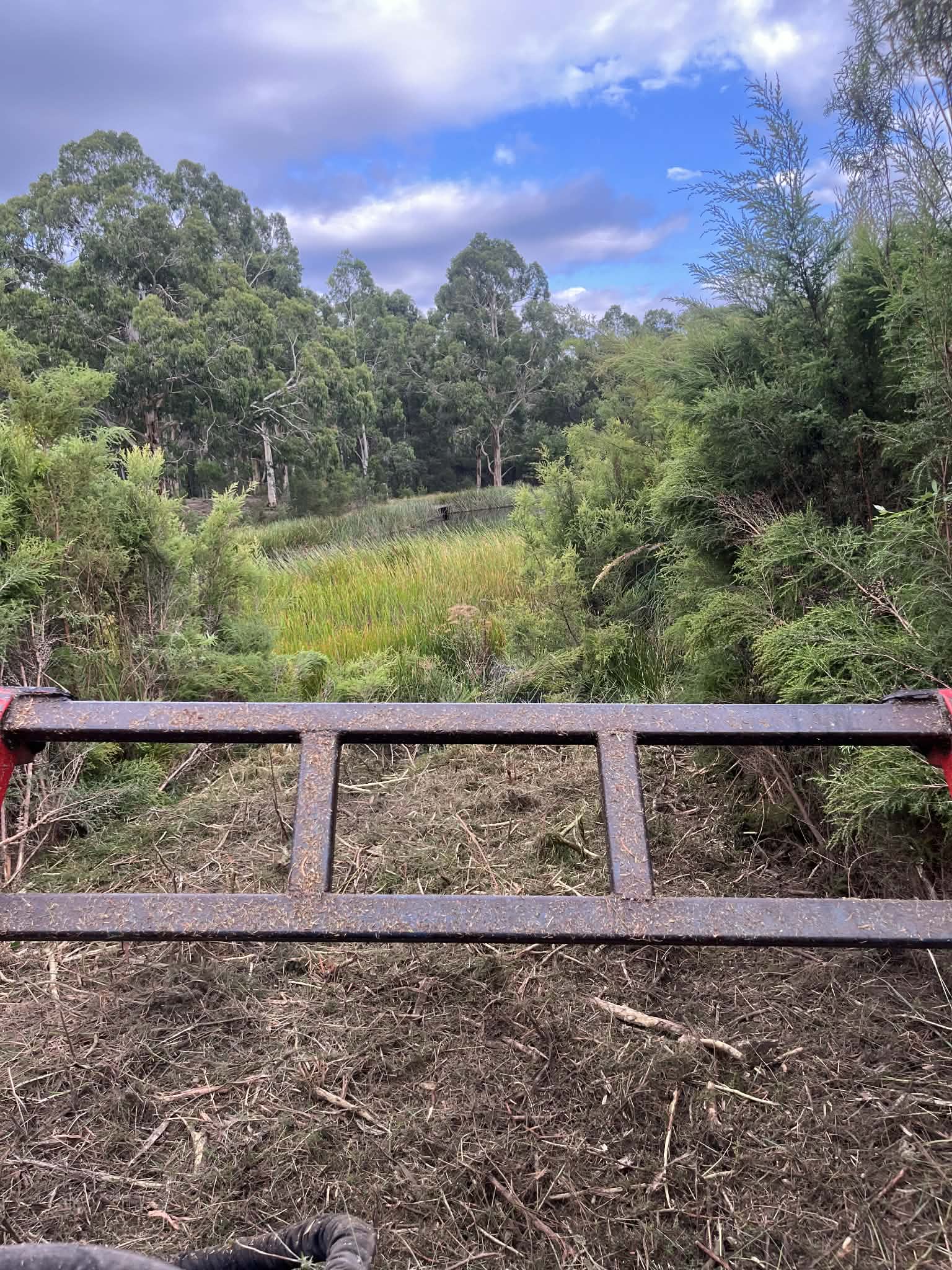 During clearing — foreground cleared with tea tree still ahead — Forrest, Colac Otway