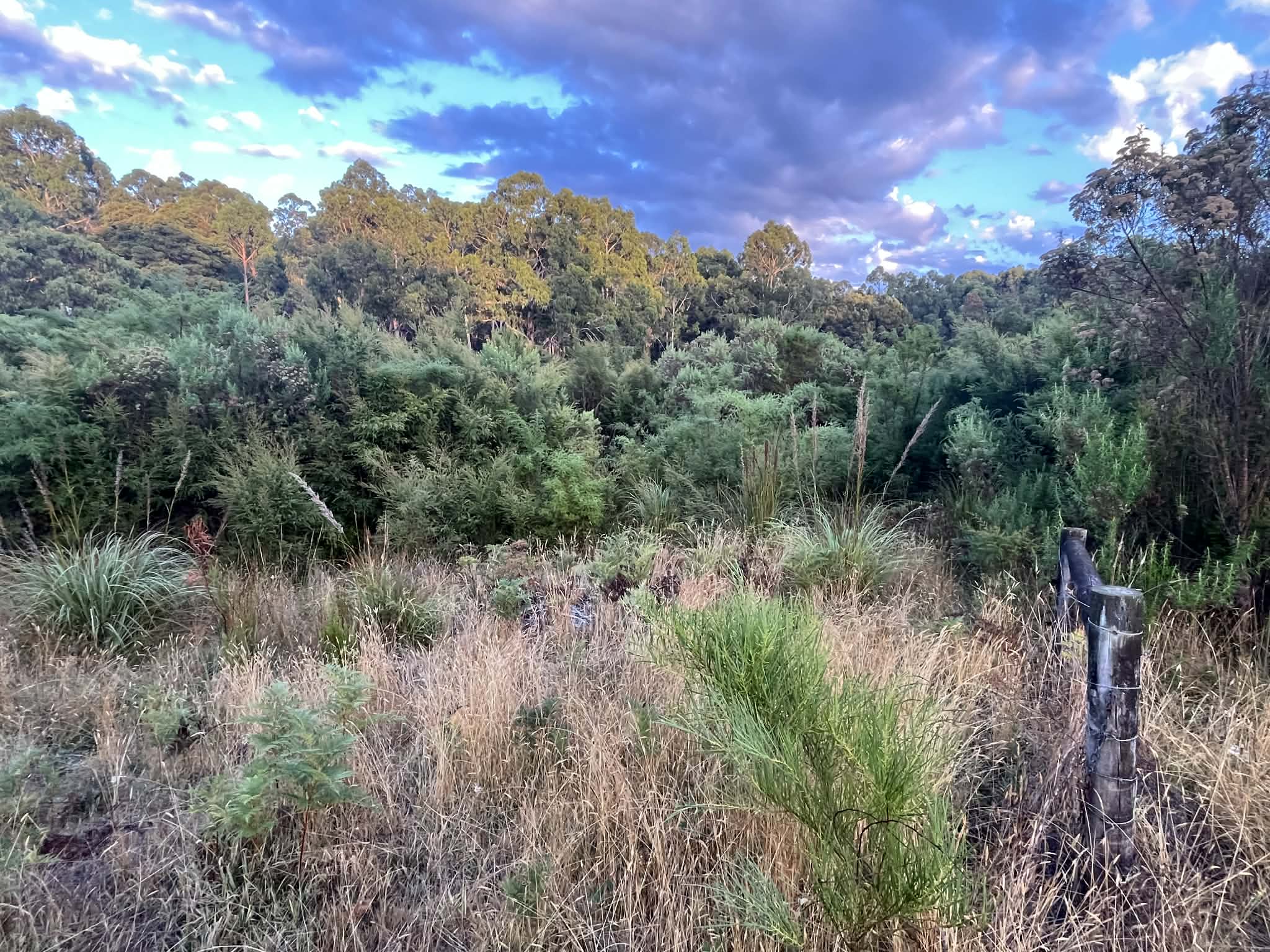 Dense tea tree and scrub blocking the view before forestry mulching — Forrest, Colac Otway Shire