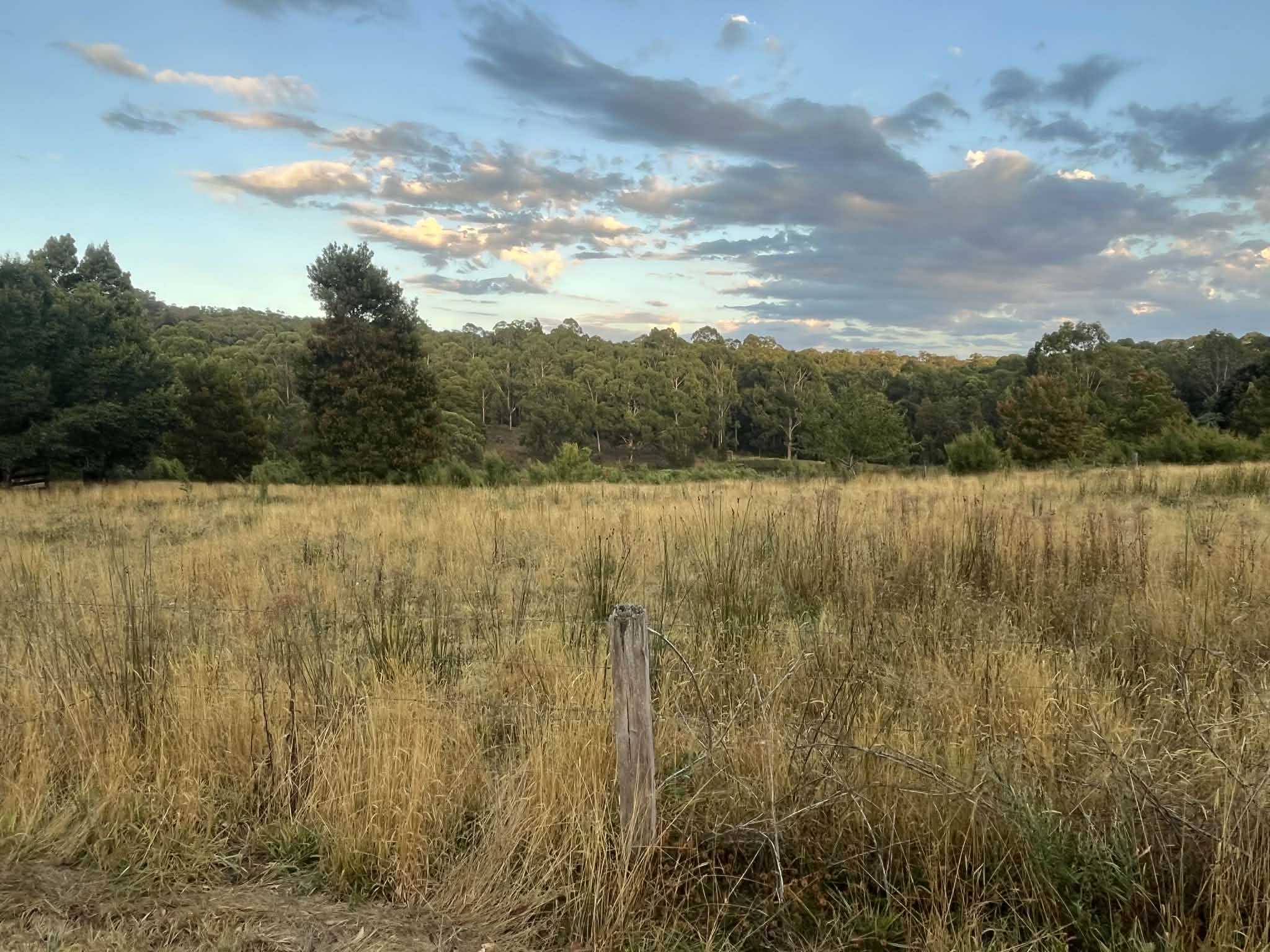 Dry grass and encroaching regrowth before slashing — Forrest, Colac Otway