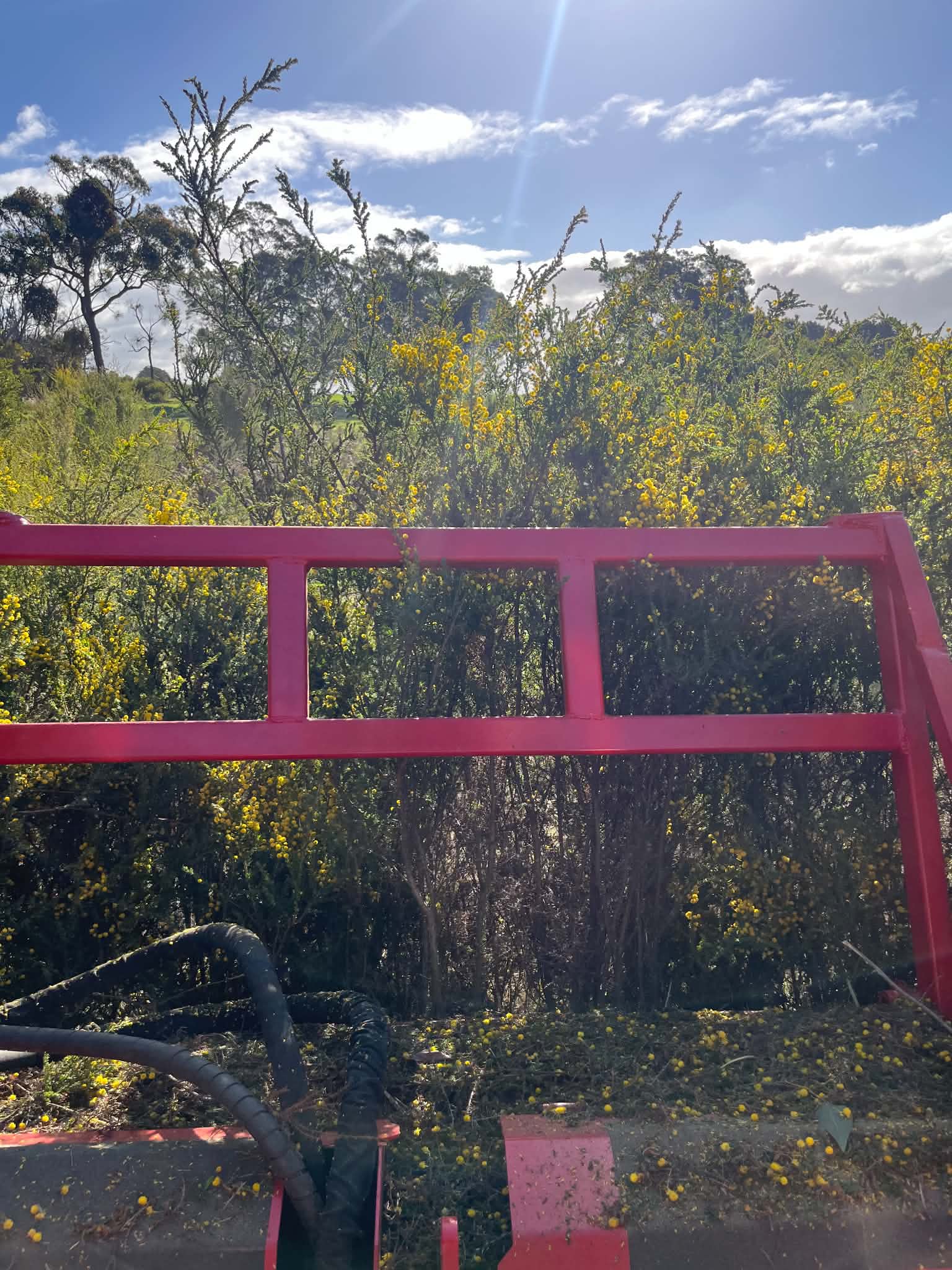Dense invasive weeds taking over open farmland before forestry mulching