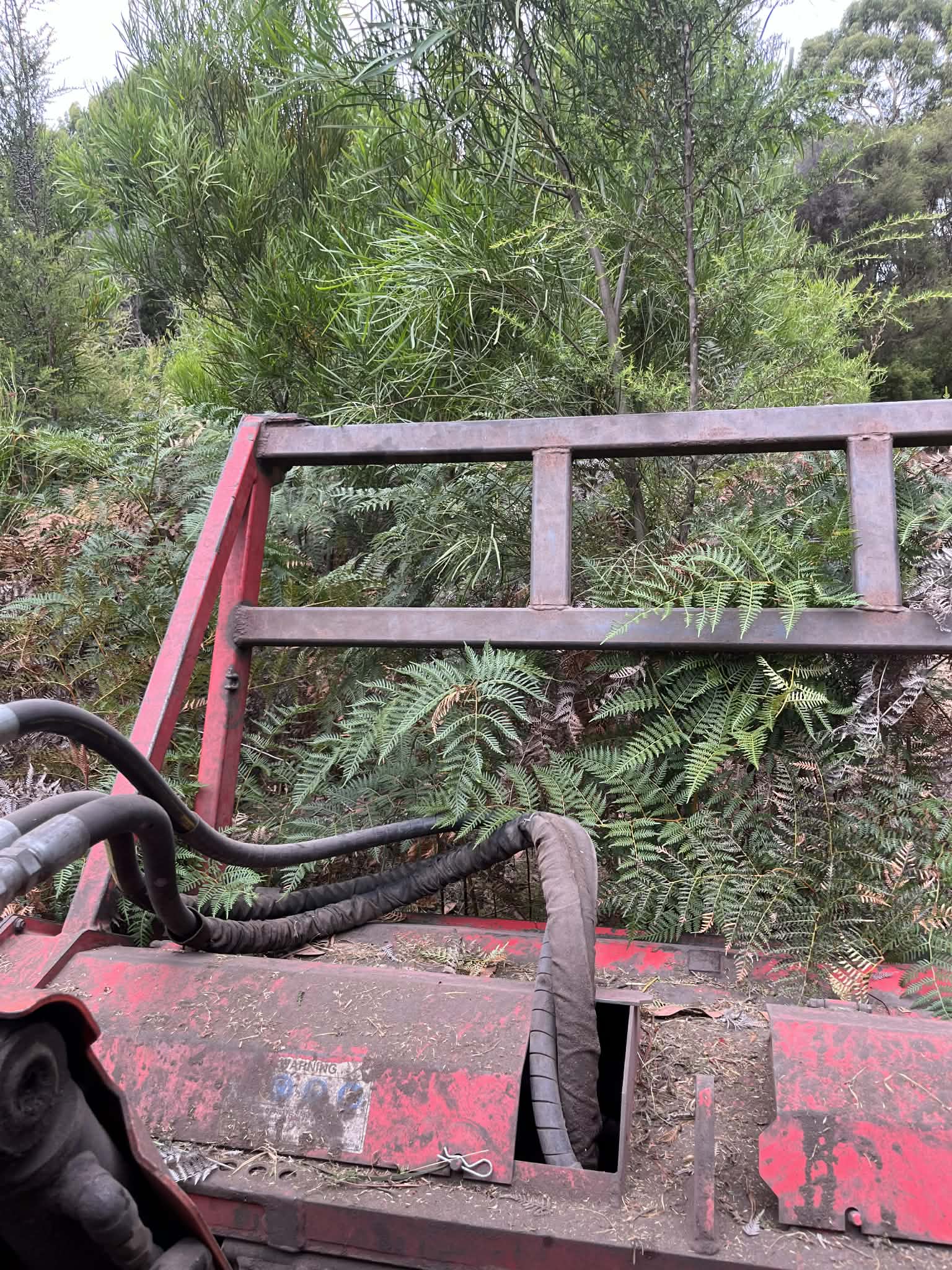 Dense bracken and tea tree before clearing — Moriac, Greater Geelong