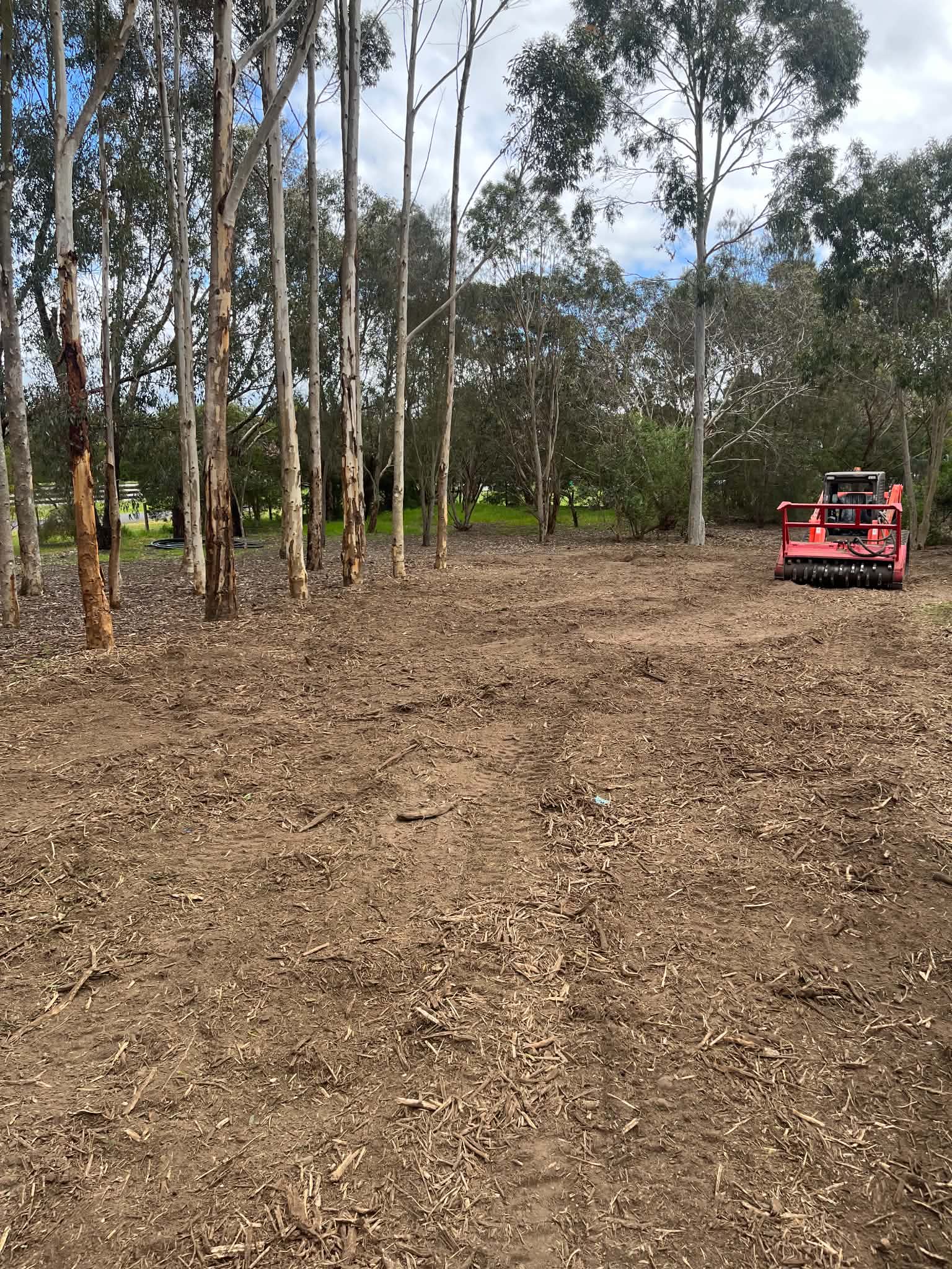 Reopened property area after mulching, with established gum trees retained