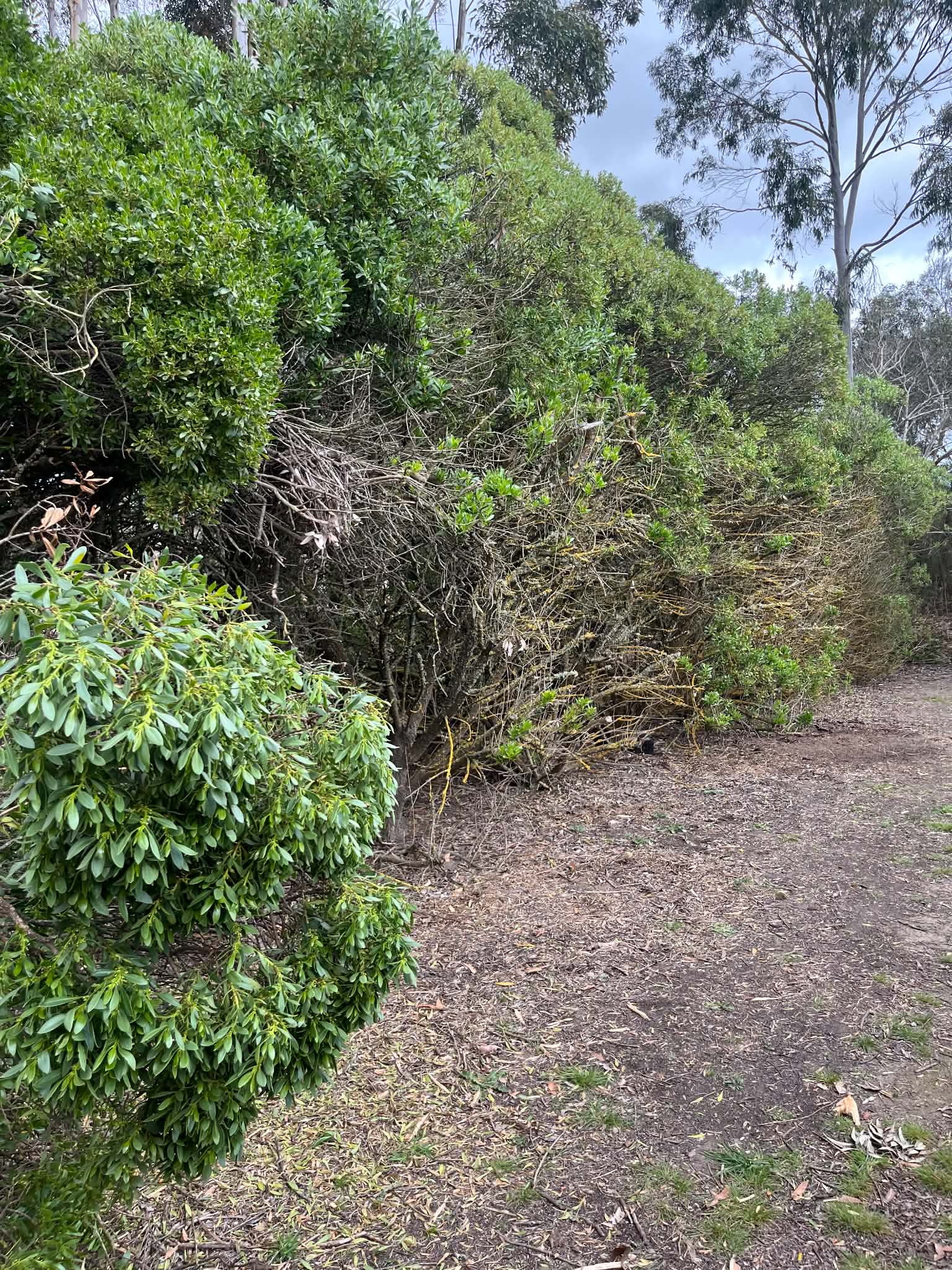 Dense established boobialla crowding the pathway before vegetation management