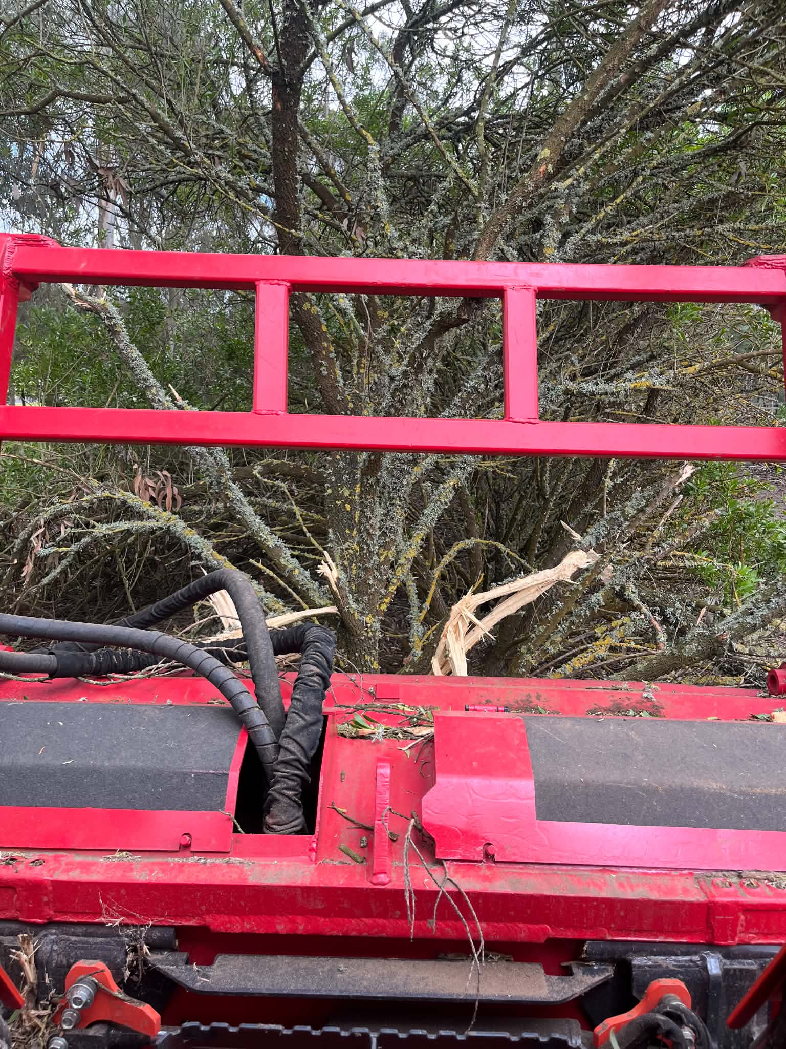 Close view from the forestry mulcher while working through dense overgrown boobialla
