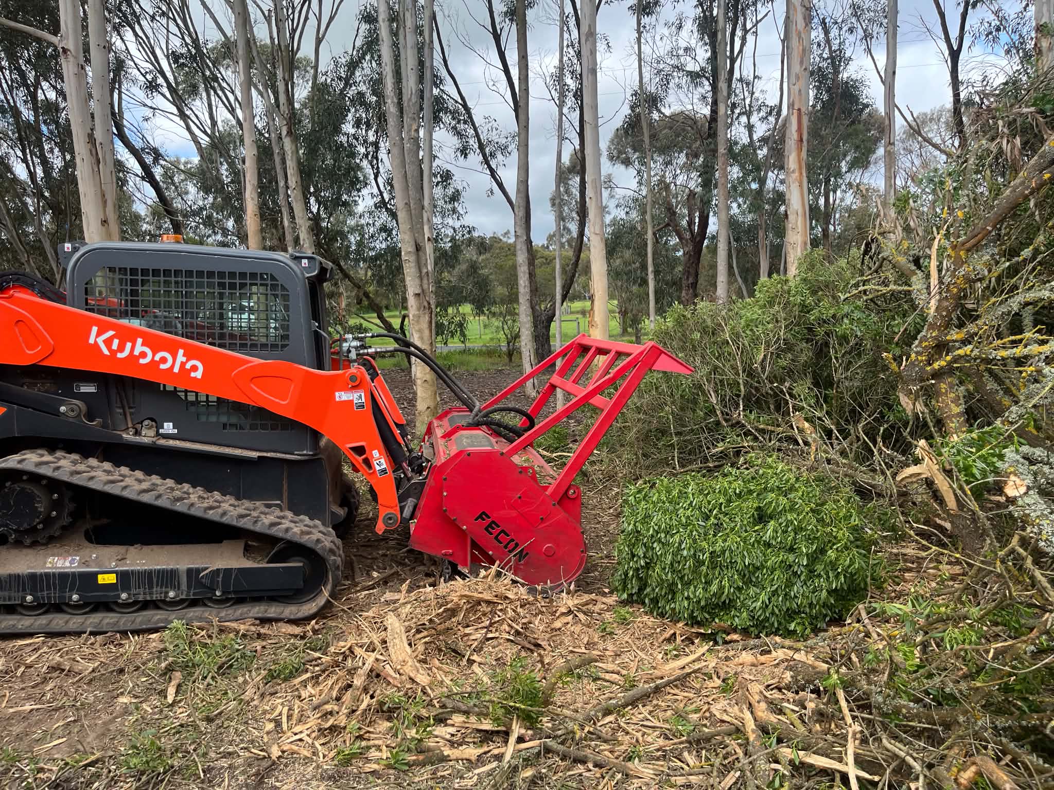 Kubota skid steer and Fecon mulcher selectively clearing overgrown boobialla