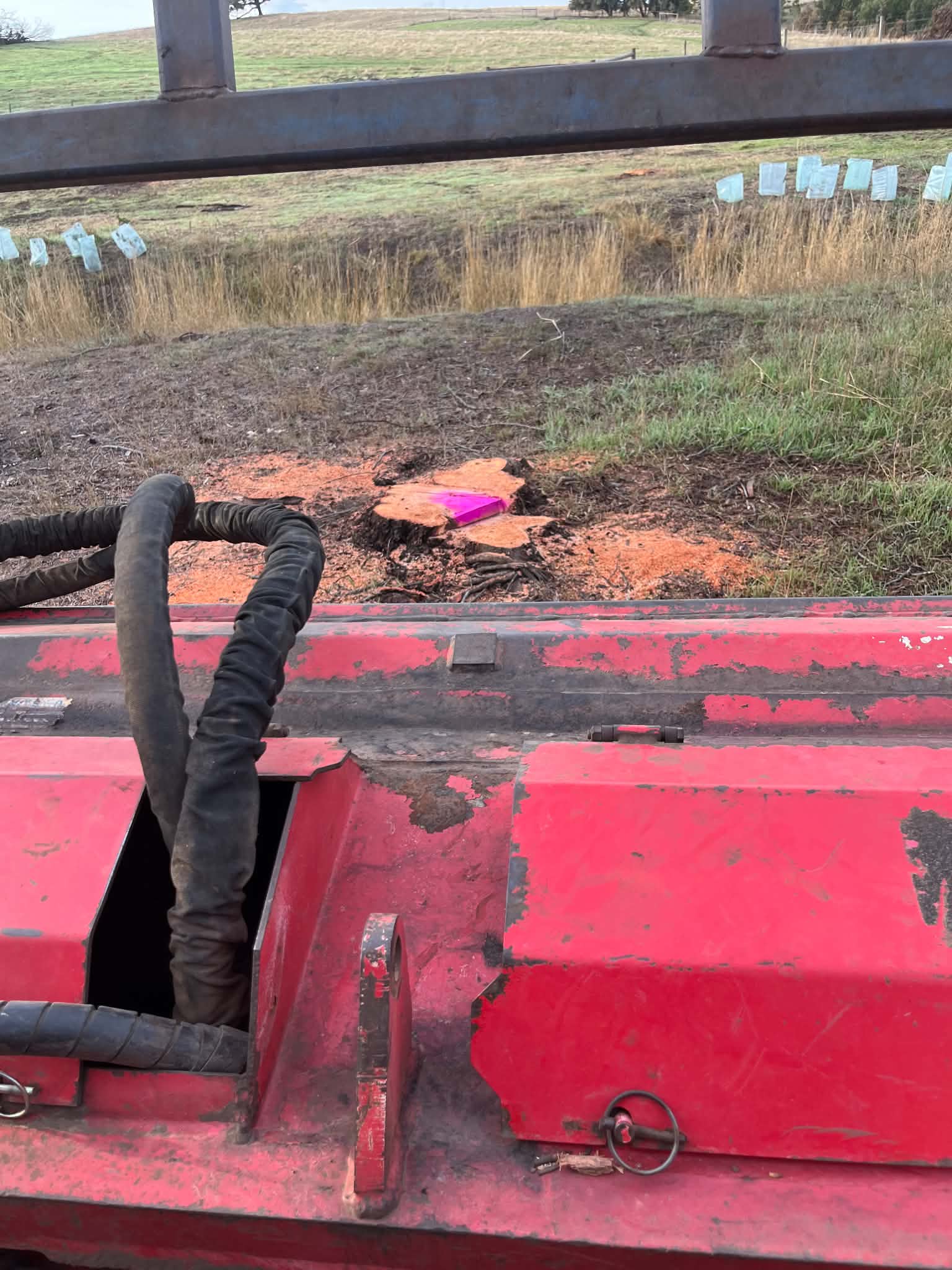 Freshly cut large stump during removal work — Bambra, Colac Otway Shire